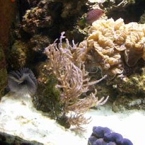 Fox Coral and Pink Gorgonian