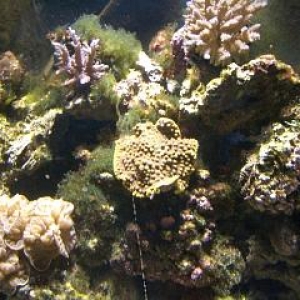 Cup Coral (center)