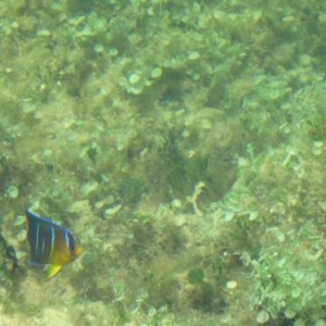 Small Blue(Holacanthus bermudensis)at dock Christmas eve