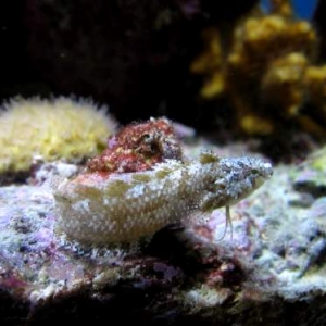 Banded Blenny(Paraclinus fasciatus)