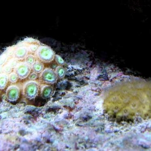 Banded Blenny(Paraclinus fasciatus)