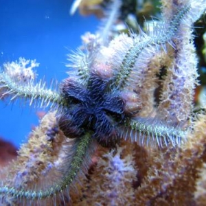 brittle star"filter feeding"