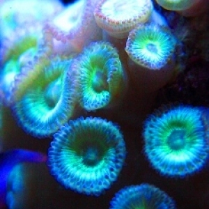 My Macro Metallic Shot!!