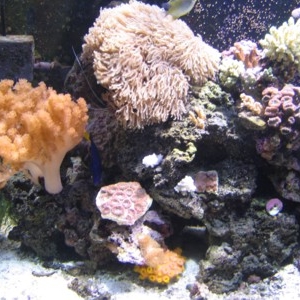 Reef_month_9