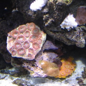 Reef_month_9_2
