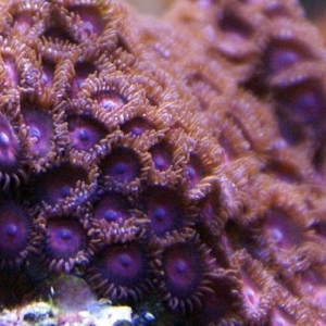 Soft Corals