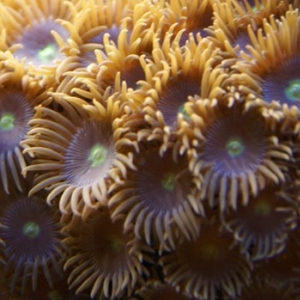 Soft Corals