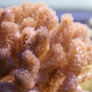 Soft Corals