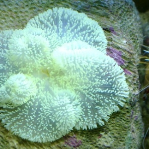 4_leafed_carpet_anemone