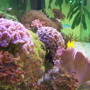 Lorraine's 125 gallon tank in 2004