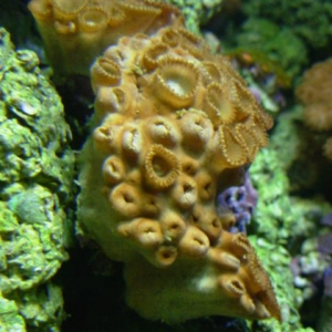 wierd polyps