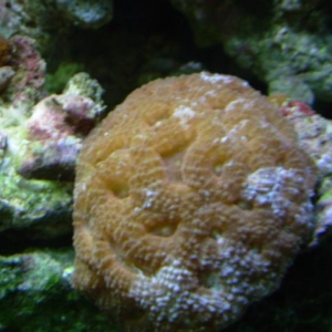 Tri- color acanthastrea Echinata