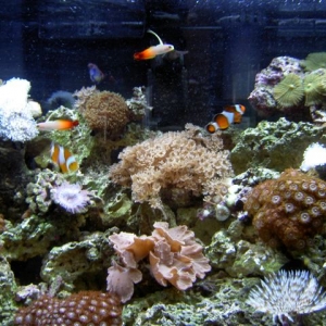 ONE OF MY TANKS 45 GAL.