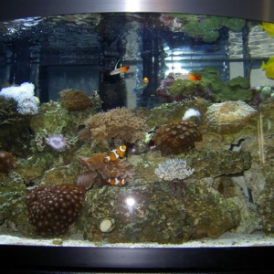 ONE OF MY TANKS 45 GAL.