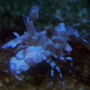 Harlequin Shrimp