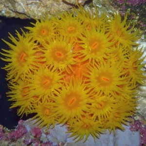 sun coral