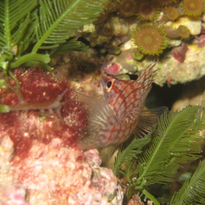 LONG NOSE HAWKFISH