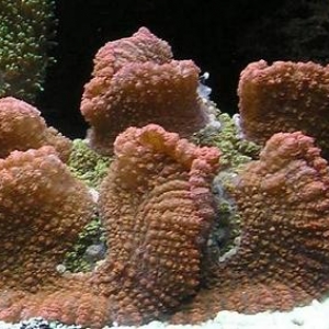 Corals