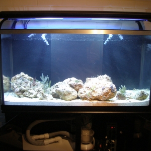 Tank Set-Up