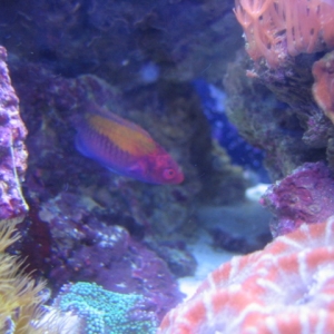 Orange Back Fairy Wrasse