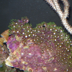 Green Star Polyps