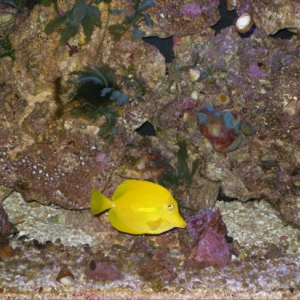 My Yellow Tang