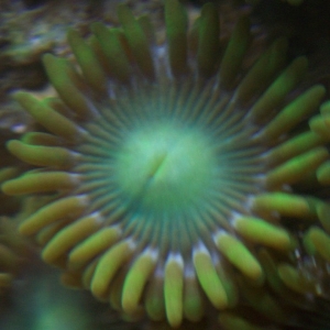 Green Zoo Polyp