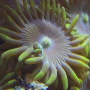 Yellow Zoo Polyp