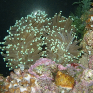 Torch Coral