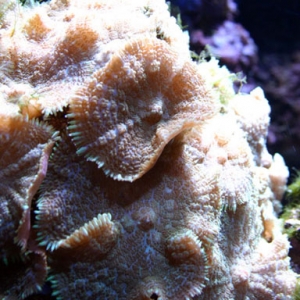 Frilly Mushroom Coral