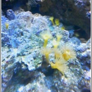 Yellow Polyps