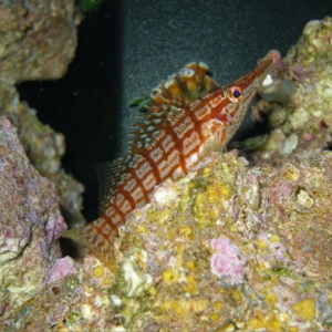 Long Nose Hawkfish