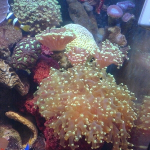 Frogspawn Coral