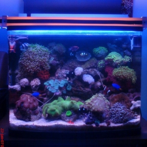 My Lovely Reef