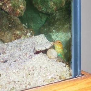 Bluespot Jawfish