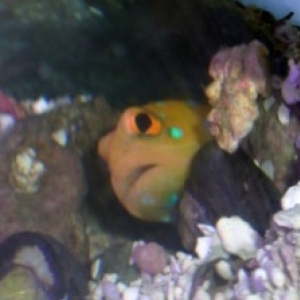 Bluespot Jawfish