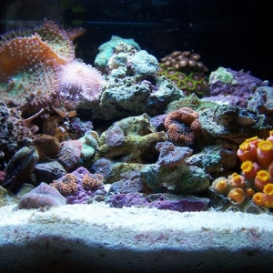 3 Gal Contest Pico