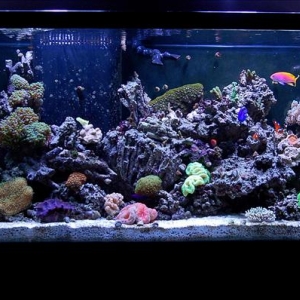 New Carpet Tank Shot