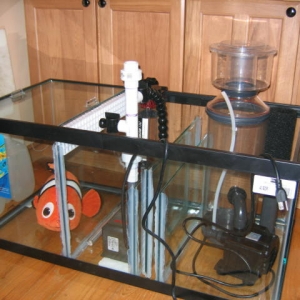 DIY 40 gallon Sump/fuge