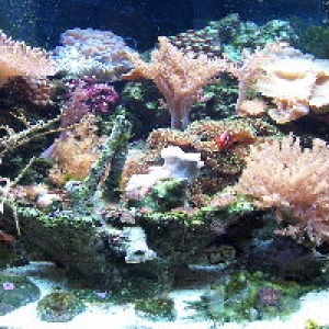 Mempho's Tank