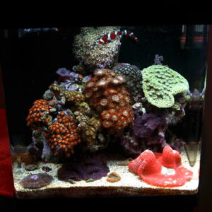 12g custom @ 1 year