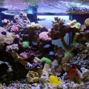 My Saltwater Paradise