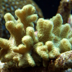 Reefer Madness corals