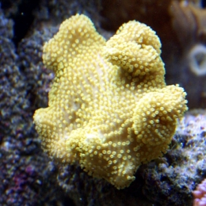 Reefer Madness corals