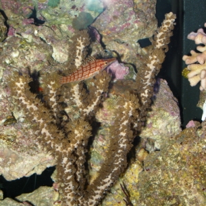 Gorgonian