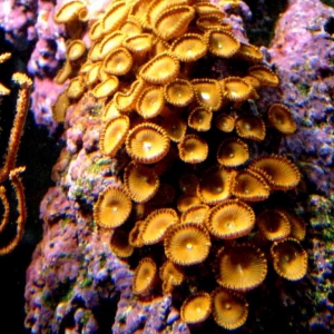 Polyps