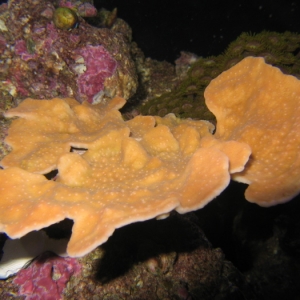 Montipora Cap