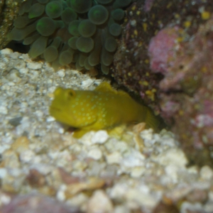 Yellow Watchman Goby