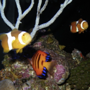 Pair True Percula Clowns