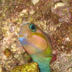 Midas Blenny